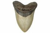 Huge, Fossil Megalodon Tooth - North Carolina #188219-1
